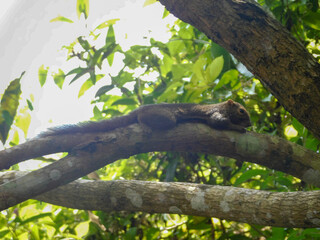 Squirrels taking shelter in a tree on a hot day