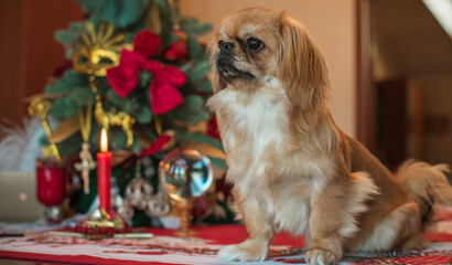 Little cute golden light Pekingese dog at Christmas time or New Year. Pet lifestyle concept