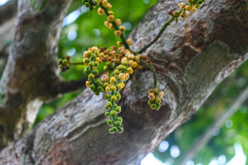 The small pistils of duku fruit are still attached to the branches of the tree.