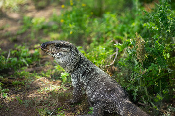 Overo Lizard Walking in Its Natural Habitat