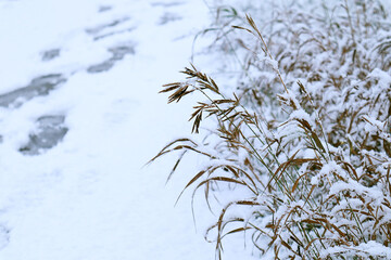 Winter background: dry plants in the snow against the background of footprints
