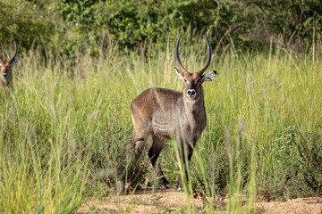 Naklejka na ściany i meble Waterbuck, Kobus ellipsiprymnus on the plains of Uganda in Murchison Falls National Park.