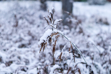 Obraz premium Winter background: dry plants in the snow against the backdrop of a snow field