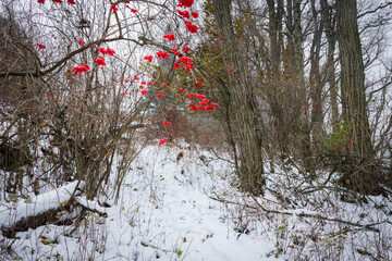 Deep Wood Path (2023)