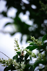 bee pollinating white flowers