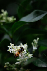 bee pollinating white flowers