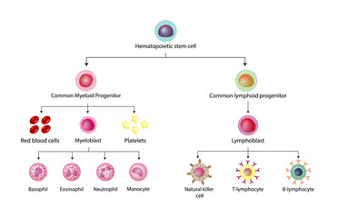 Hematopoiesis, stem cell, common myeloid and lymphoid progenitor cells, myeloblast, lymphoblast, red blood cells, platelets,  Basophil, neutrophil, eosinophil, monocyte, NK cell, T and B lymphocytes.  - obrazy, fototapety, plakaty