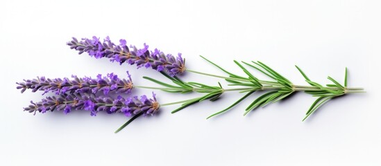 One lavender flower isolated on white background blooming on a twig Alternative herb Copy space...