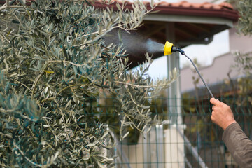 Spraying tree leaves against pests with chemicals or ecological.