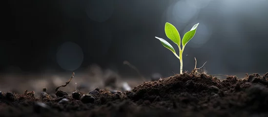 Fotobehang New seedling growing in dark soil with space for text earth day or nature background Copy space image Place for adding text or design © HN Works