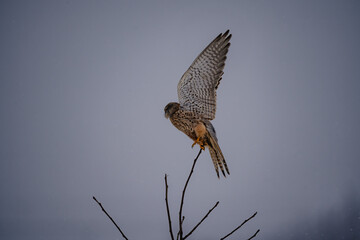 winter photography of a bird in the snow