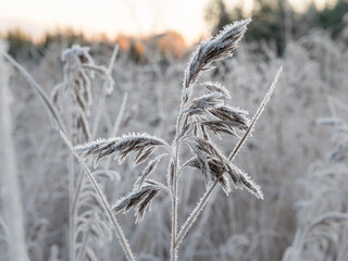 Frozen spike of common reed