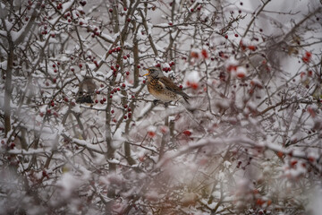 winter photography of a bird in the snow