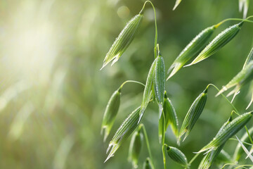 Young green oats on the field in the morning dew. A field of young green oats. The concept of a...