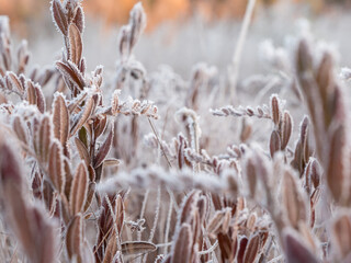 Frozen leatherleaf twigs at bog