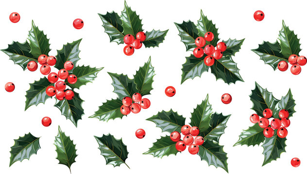 Christmas flowers.Holly leaves and berries. New Year's plant for decoration