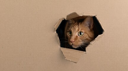 Funny red cat looking curious out of a hole in a cardboard box. Panoramic image with copy space.	 - obrazy, fototapety, plakaty