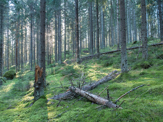 Nordic spruce forest with fallen trees
