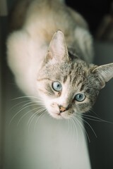 Portrait of a sad Thai cat on the window. A Thai-bred kitten. Cute cat with blue eyes looking out the window.