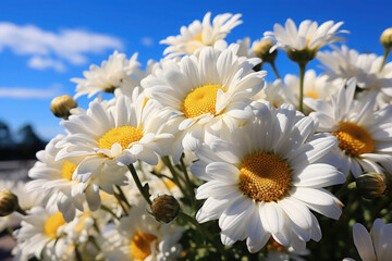 Obraz premium Serene Bloom: A Sea of White Daisies Creating a Tranquil Meadow Haven - Generative AI