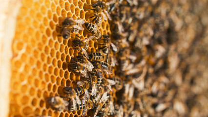 Extreme close-up of numerous bees producing healthful honey in honeycombs nestled in beehive....