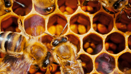 Extreme close-up of small hard-working bees producing honey within beehives. Bee colony making...