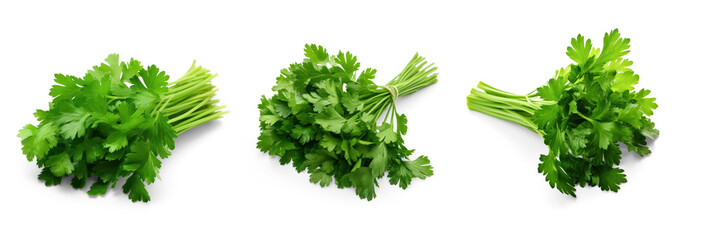 set of bunch of fresh green juicy parsley isolated on transparent background with soft translucent shadow