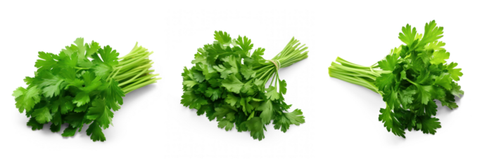 set of bunch of fresh green juicy parsley isolated on transparent background with soft translucent shadow