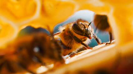 Closeup of bees on comb. Sealed honeycombs. Sweet honey honey drops with honey bees, beekeeping,...