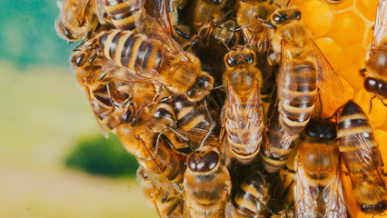 Macro close-up of hard-working bees creating organic natural honey. Colony of bees producing delicious honey. Beekeeping industry. Honeycomb. Beehive. Agriculture concept.