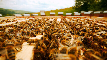 Close-up video of honeycombs frames in beehive with bees working. Colony of bees producing healthy...