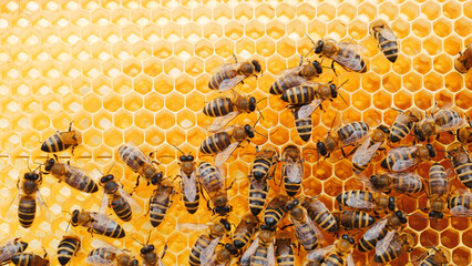 Close-up view of honeycombs with numerous bees working. Energetic bees producing nutritious organic...