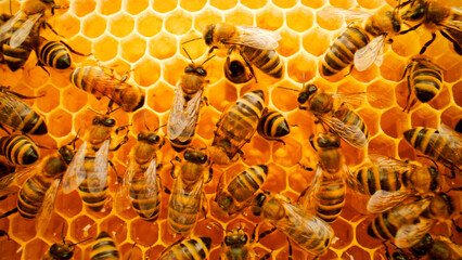 Close-up view of honeycombs with numerous bees working. Energetic bees producing nutritious organic...
