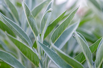 Close up of sage leaves with selective focus and shallow depth of field