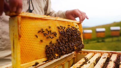 Cautious young man apiarist removing honeycomb with bees for examination and put it back....