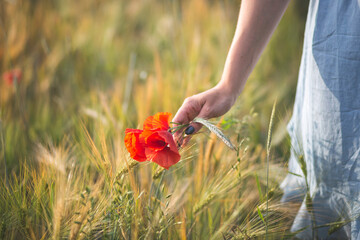 Young woman hand's picking blossom poppy flower in agricultural field