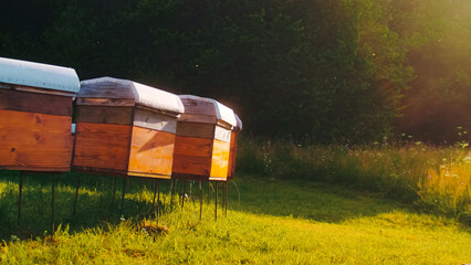 Beautiful outdoor apiary featuring numerous beehives and buzzing bees. Wooden hives set on lush...