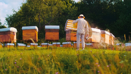 Fototapeta na wymiar Back-view of professional young male beekeeper approaching beehives holding bee smoker to calm bees and collect honey. Qualified apicultural worker wearing special clothes. Beekeeping concept.