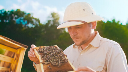 Apiary among nature. Professional young beekeeper takes frames with honey out from the hive . Experienced apiarist working near wooden beehives. Green trees at backdrop. Beekeeping concept.