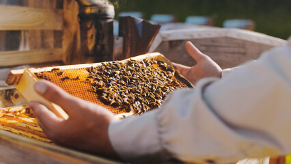 Closeup of beekeeper man checking wooden frame before harvesting honey in apiary. Professional beekeeper is checking honey comns and his bees, showing capped honey and brood cells.