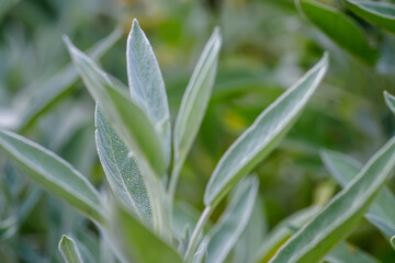 Close up of sage leaves in the garden on a sunny day.