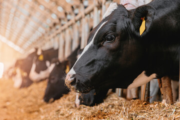 Herd of cows eating hay in cowshed on dairy farm in barn with sunlight. Concept agriculture...