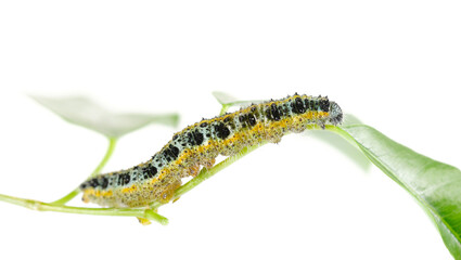 Large or cabbage white butterfly caterpillar, isolated on white, clipping