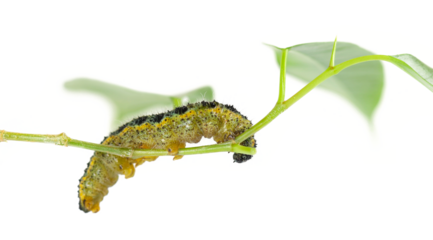 Large or cabbage white butterfly caterpillar, isolated on white, clipping