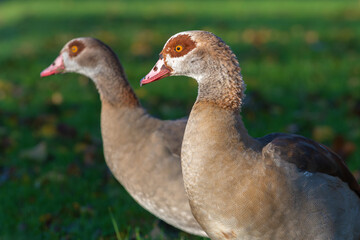 Portrait in profile of an adult male Egyptian goose (Alopochen aegyptiaca) with a female in the background