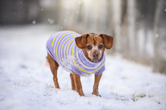 beautiful Small red mutt dog in clothes in winter, snow outdoors in the forest park. Dachshund mix dog