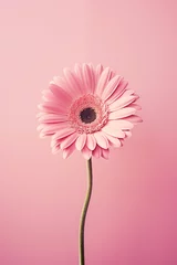 Poster Im Rahmen Pink gerbera flower on pink background. © Nell