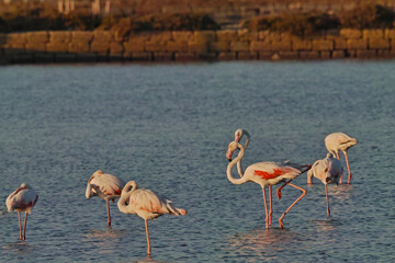 Fenicotteri nelle saline di Marsala Sicilia Italia