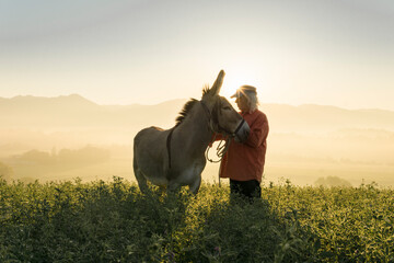 Italy, Tuscany, Borgo San Lorenzo, senior man standing with donkey in field at sunrise above rural...