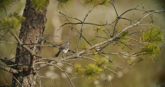 Wagtail On Branch. Motacilla Flava Is A Small Passerine In The Wagtail Family Motacillidae, Which Also Includes Pipits And Longclaws. This Species Breeds In Much Of Temperate Europe And Asia.